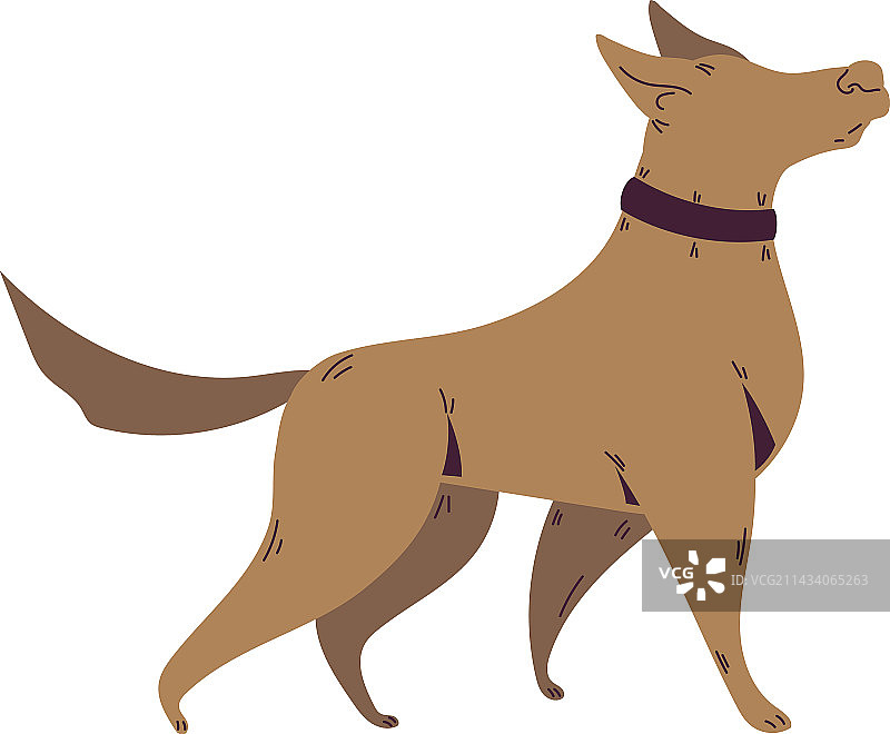 纯种梗犬行走图片素材