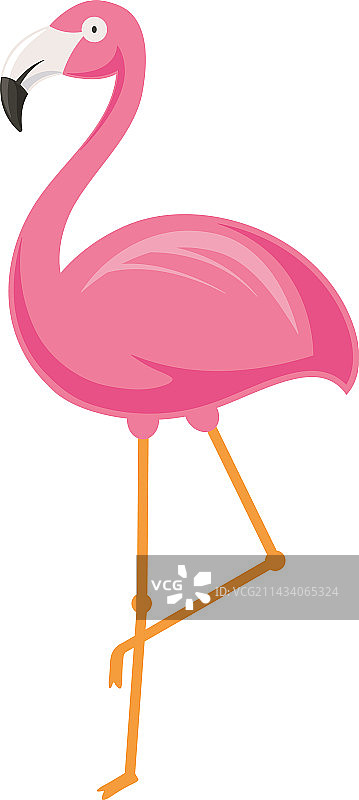 高挑的粉红色火烈鸟图片素材