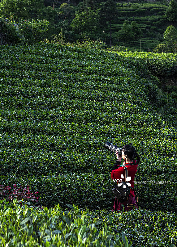 茶园取景图片素材