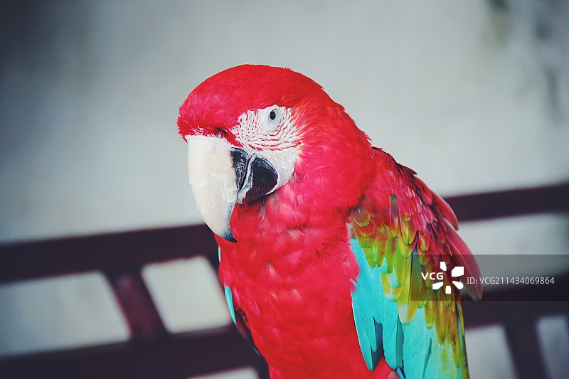 金刚鹦鹉图片素材