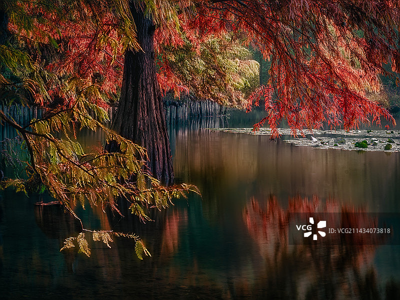 DSCF4632-落羽松图片素材