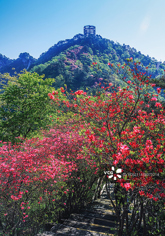 人间四月天麻城看杜鹃图片素材