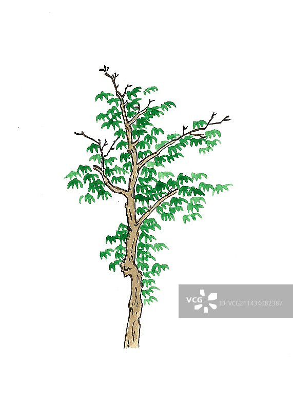 手绘树木插画图片素材