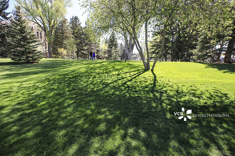 草坪绿地树荫户外晴朗天气图片素材