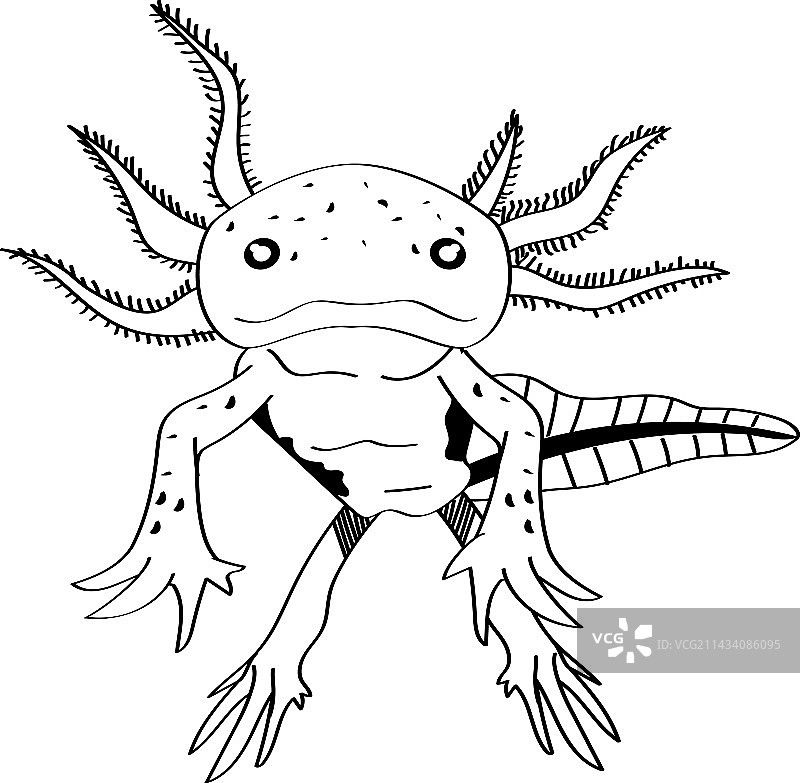 墨西哥钝口螈动物单色风格图片素材