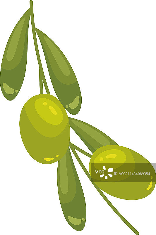 新鲜橄榄枝健康素食图片素材