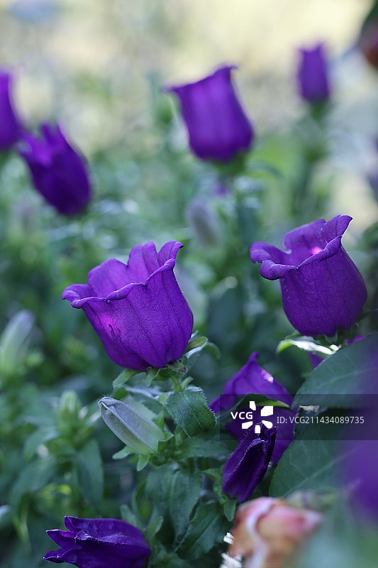 风铃草图片素材