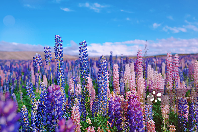 鲁冰花海图片素材