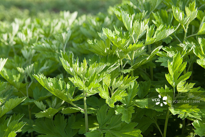 种植生长的艾草图片素材