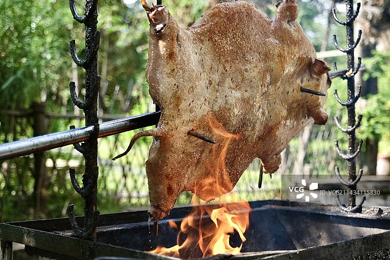 烤小耳朵猪图片素材