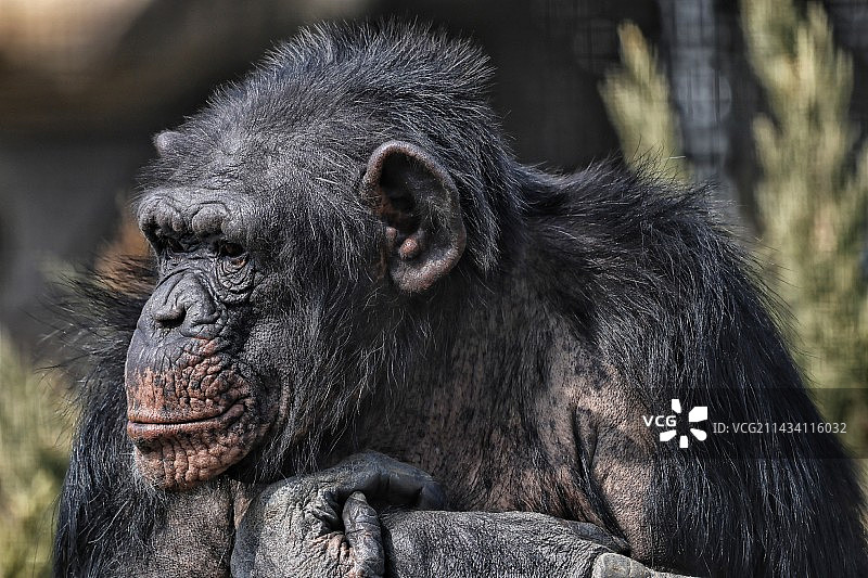 大猩猩图片素材