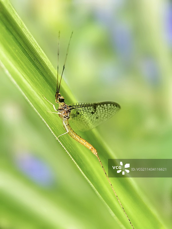蜉蝣图片素材