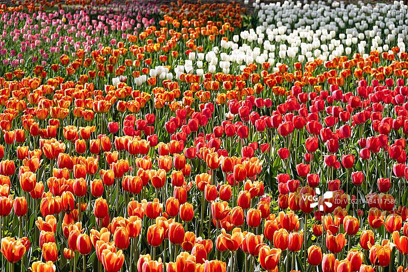 中国传统医学中医中草药配方抓药称重图片素材