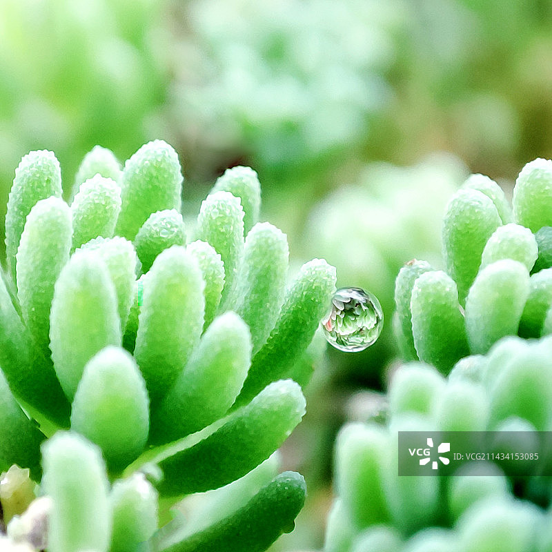 微距世界-水珠图片素材