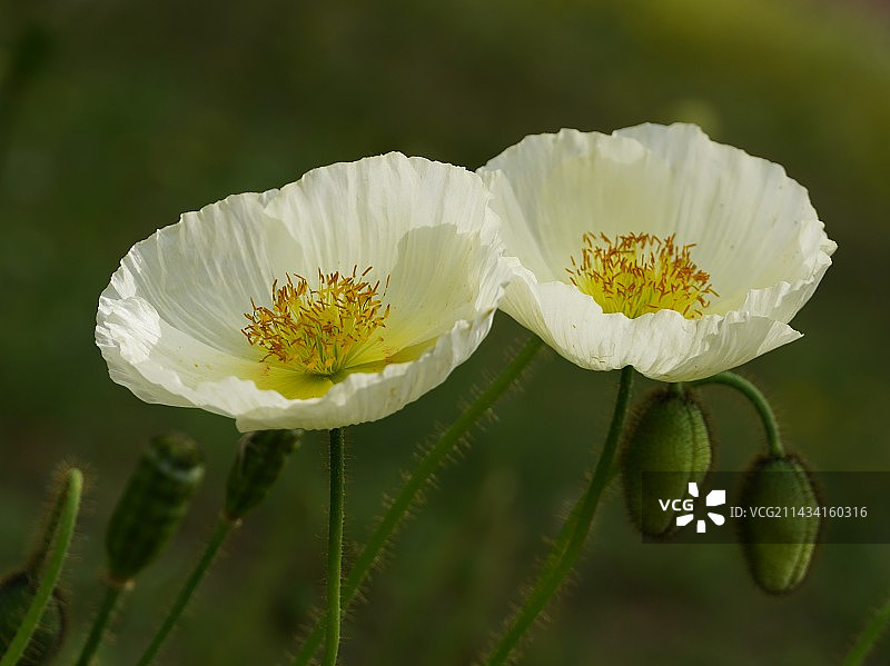 冰岛虞美人图片素材