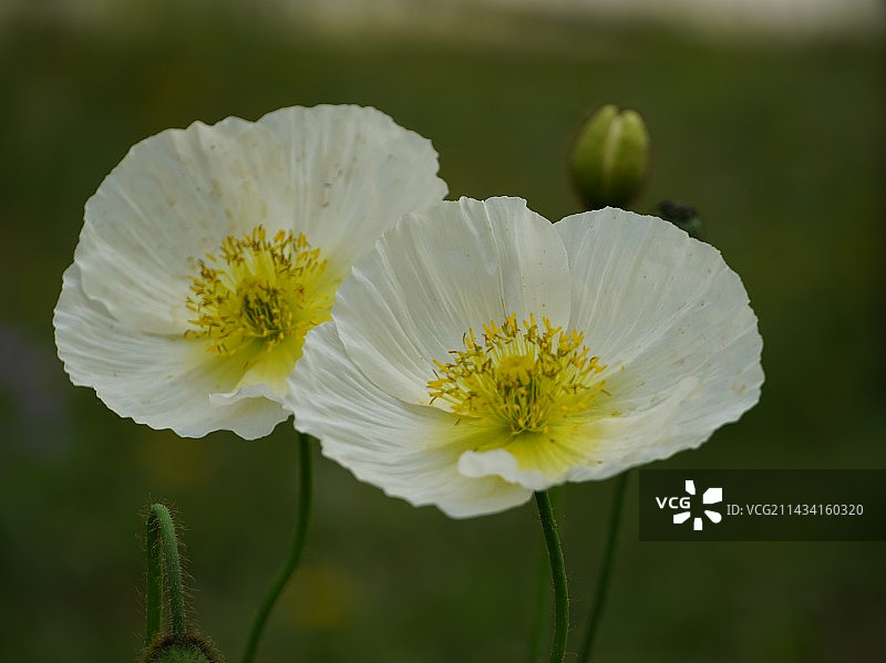 冰岛虞美人图片素材