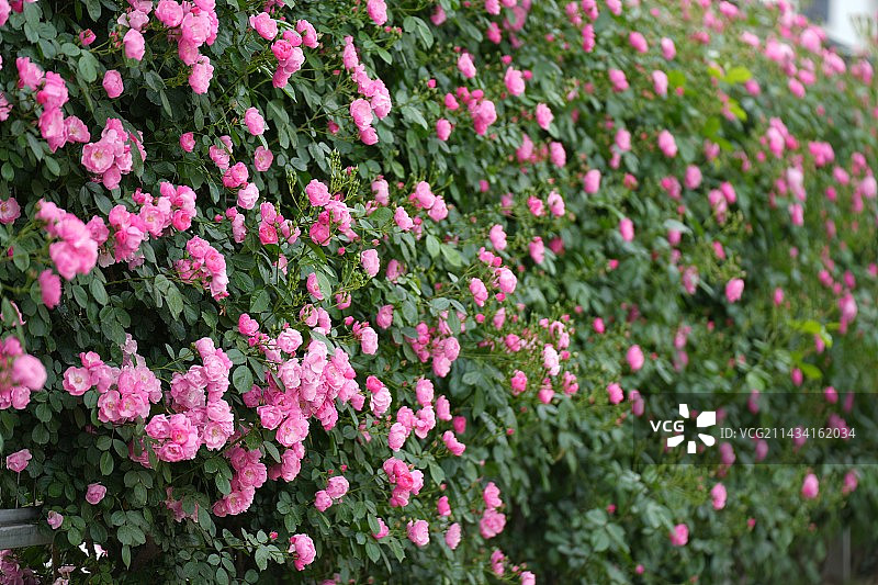 蔷薇盛开图片素材