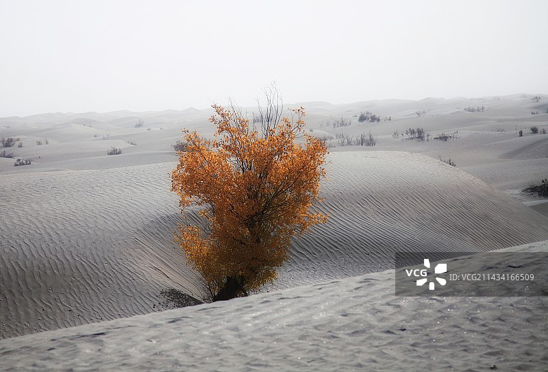 沙漠里旺盛的胡杨图片素材