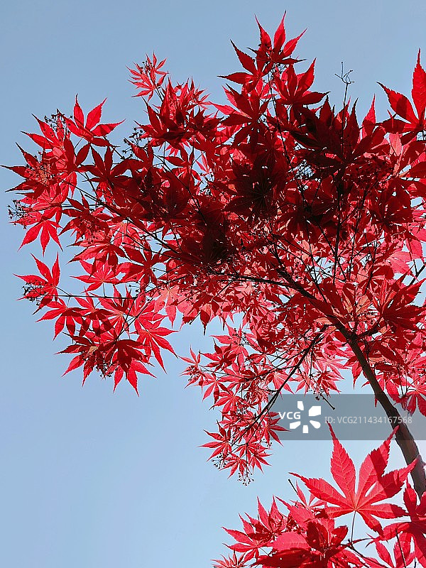 晴空下的低角度视图图片素材