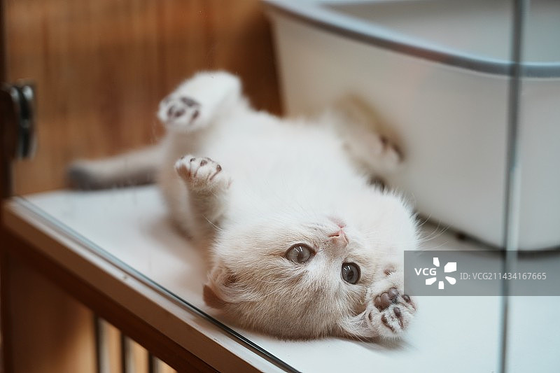 小猫的特写肖像图片素材