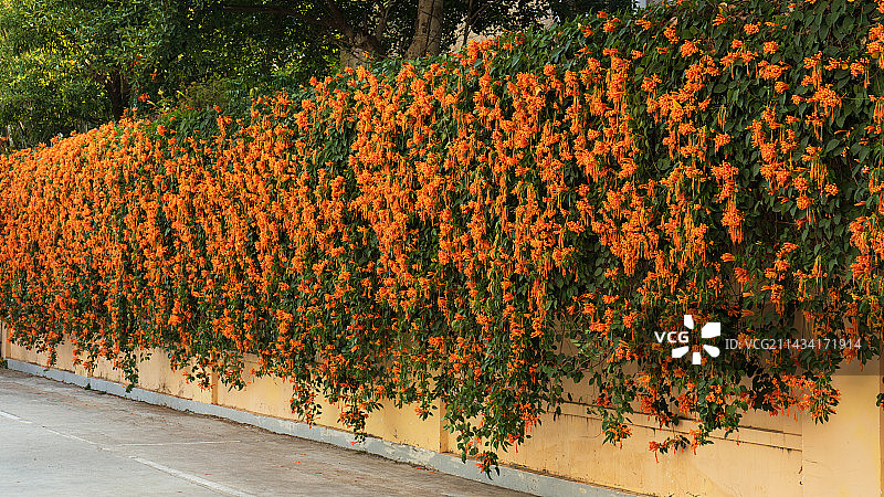 满墙炮仗花图片素材