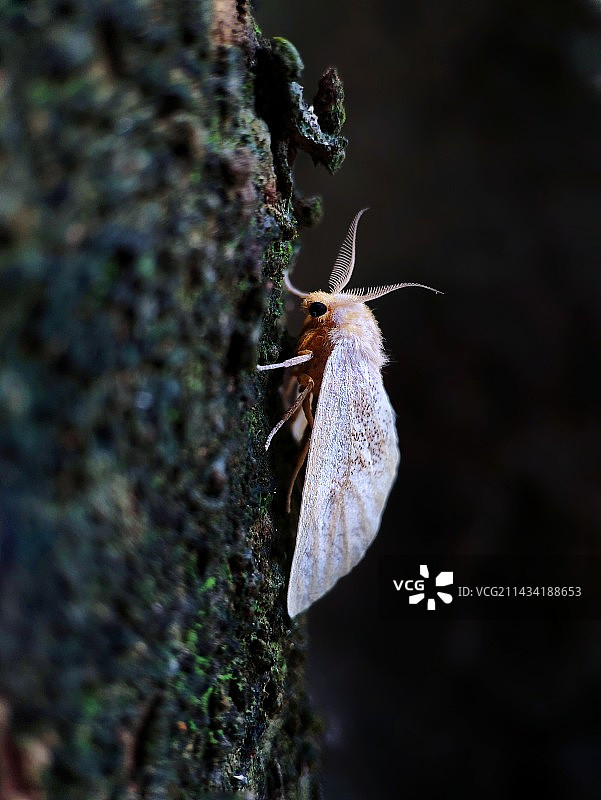 荔枝树杆上的裳蛾图片素材