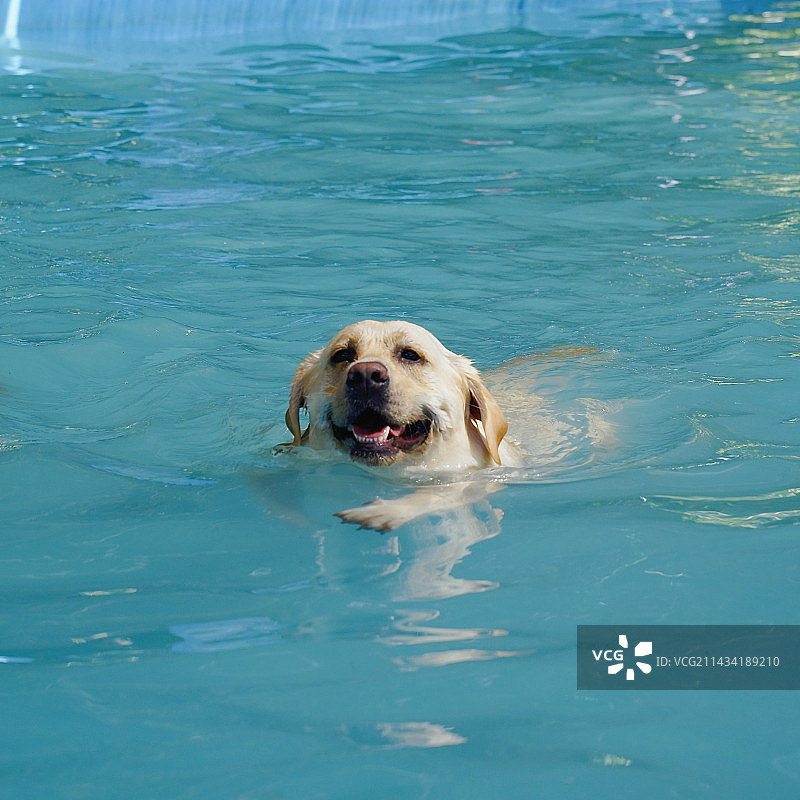 游泳的狗狗拉布拉多图片素材