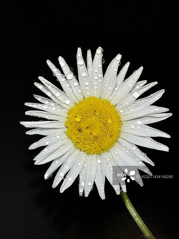 暗黑背景下的白色雏菊图片素材