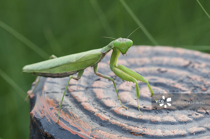 螳螂｜昆虫｜益虫｜捕食｜节肢动物图片素材