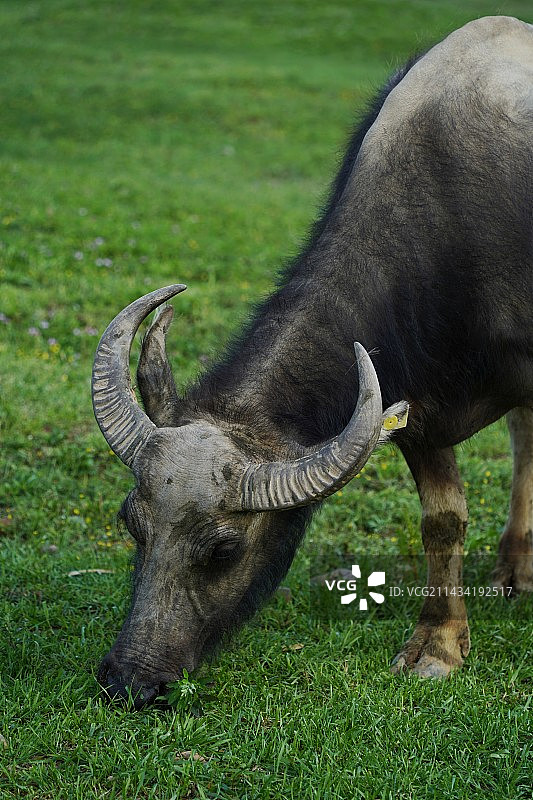 春天的生机图片素材