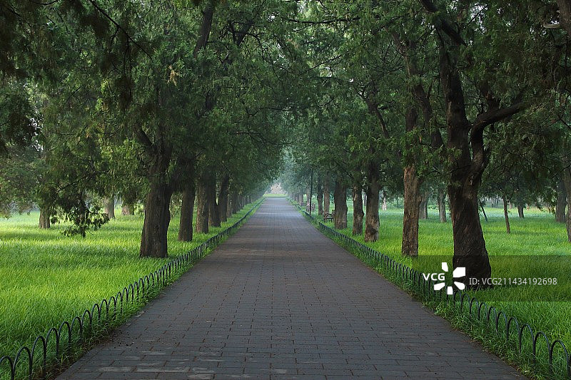 公园里的树图片素材