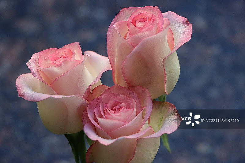 艾莎玫瑰图片素材