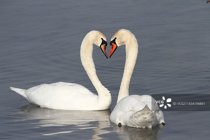 疣鼻天鹅图片素材