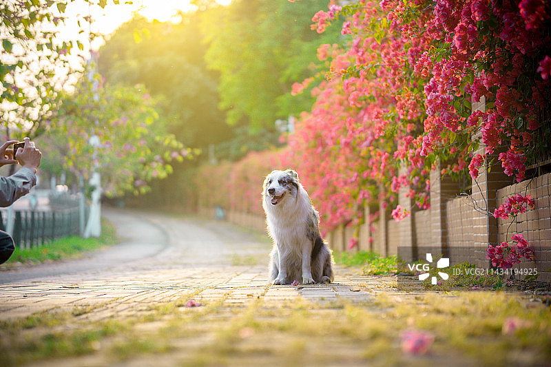 春日夕阳下的三角梅和狗子图片素材