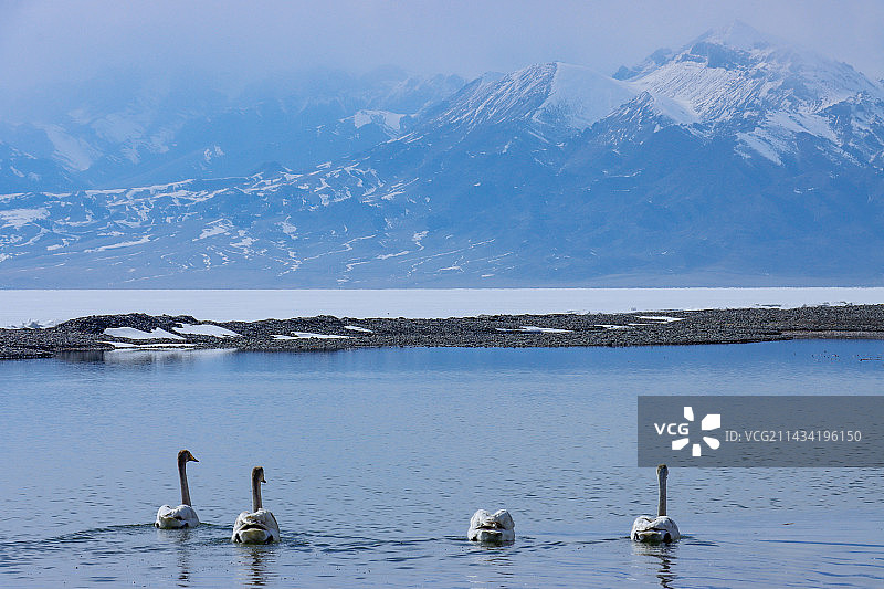 雪山脚下湖里的鹅图片素材