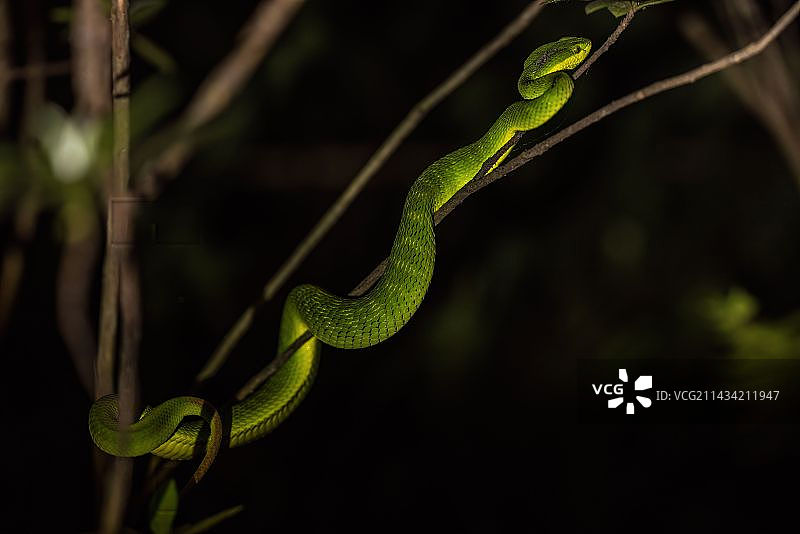 竹叶青蛇图片素材