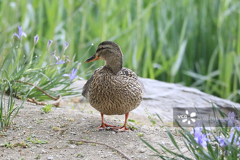 绿头鸭图片素材