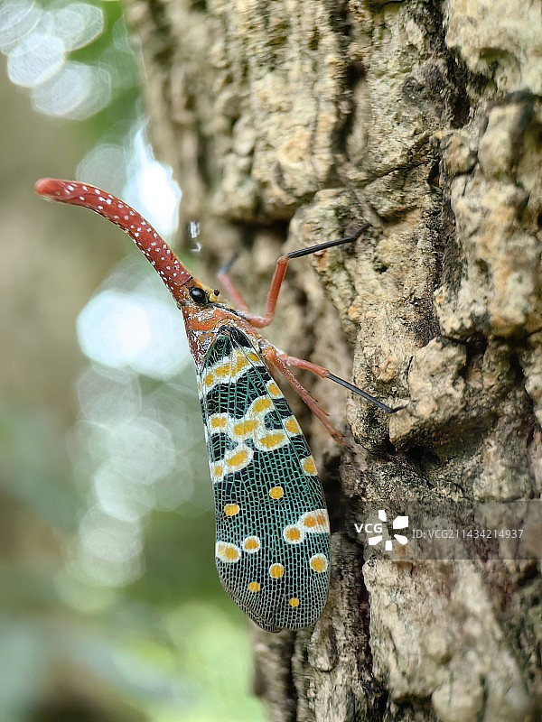象鼻蜡蝉（龙眼鸡）图片素材
