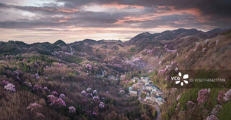 四川绵阳江油辛夷花开春意浓图片素材