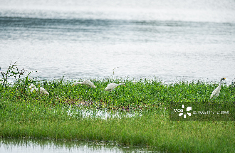 白鹭,飞湿地鸟图片素材