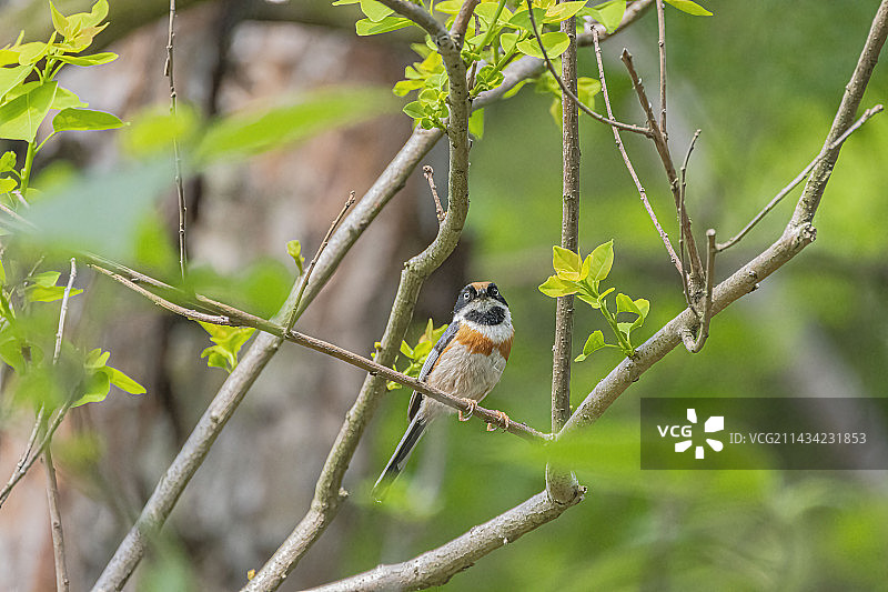 红头长尾山雀栖息在树枝上的特写镜头图片素材