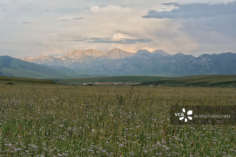 若尔盖蒲公英花海图片素材