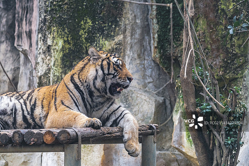 成都动物园图片素材