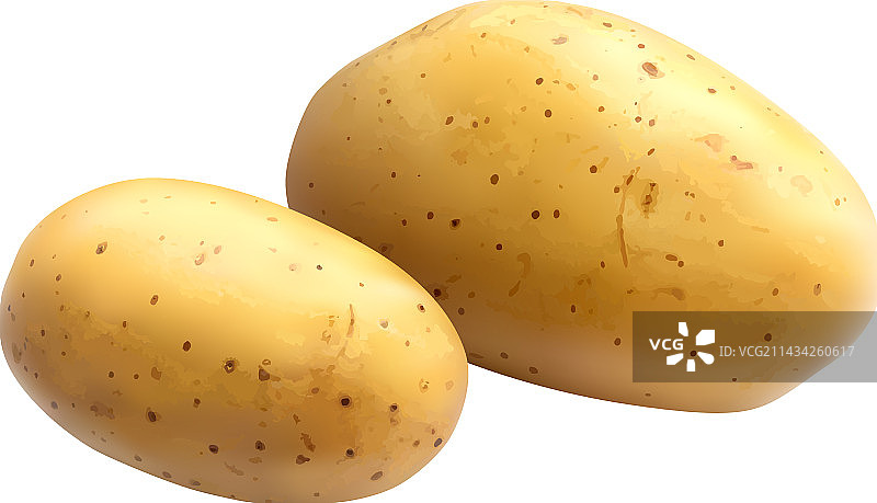 逼真土豆图片素材