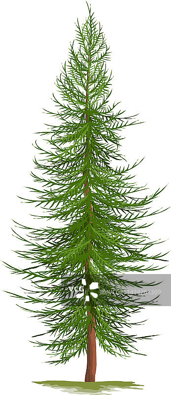 逼真松树图片素材