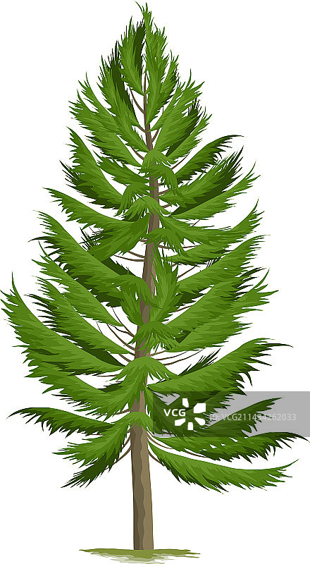 逼真松树图片素材