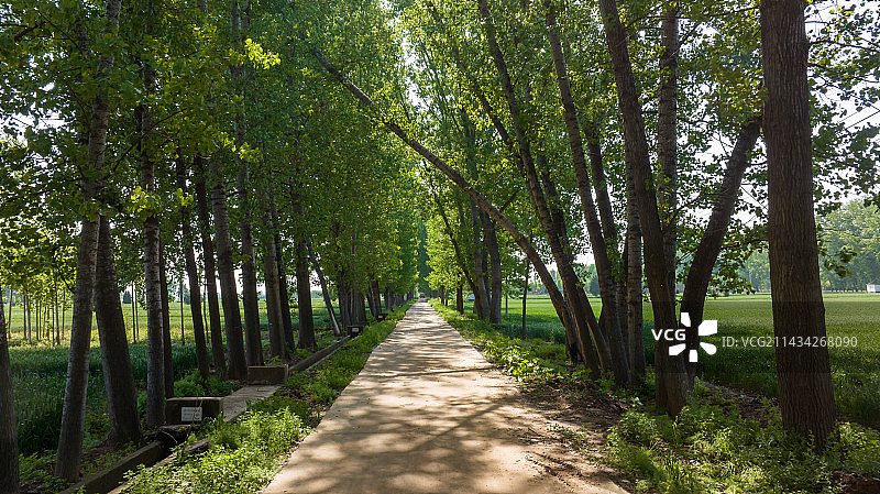 乡村村头阳光照耀下的杨树林林荫路图片素材