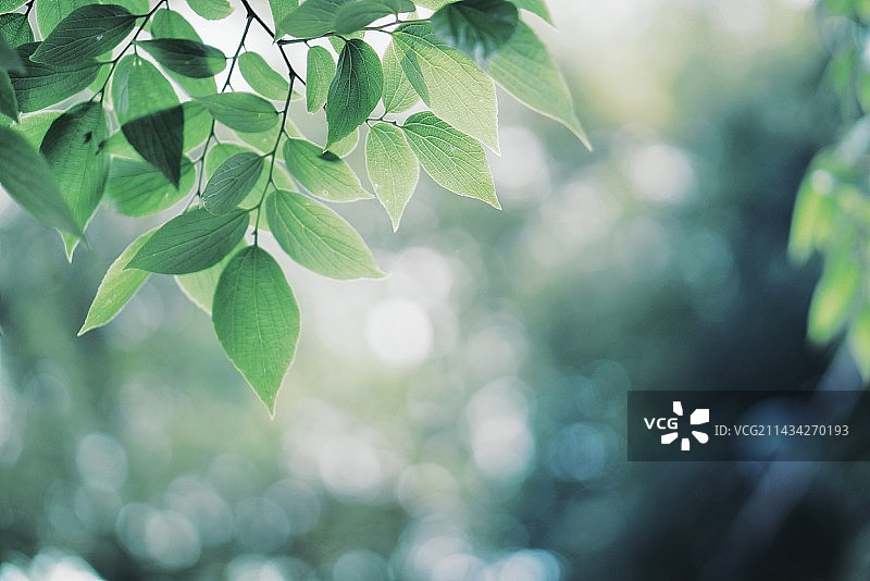 武汉大学校内的春天 绿色图片素材