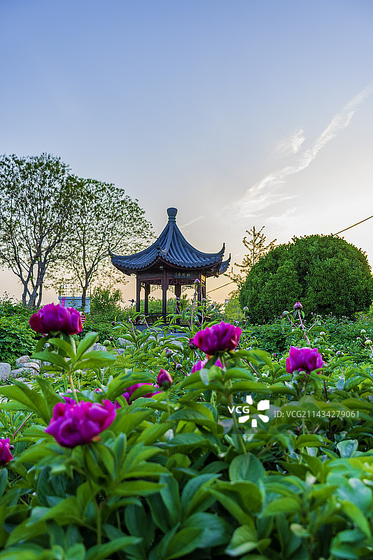 芍药花开时节夕照下的牡丹园23.04图片素材