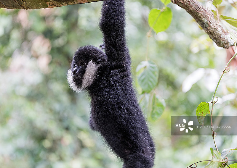 白颊长臂猿图片素材